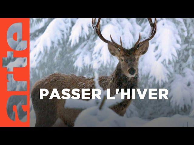 Un hiver dans les Alpes | ARTE Family