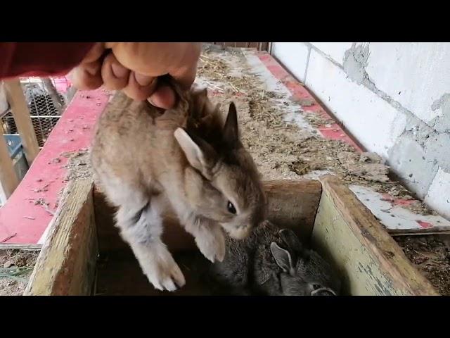 Iepurași, Uriaș German cu Neozeelandez, Bunny, Rabbit