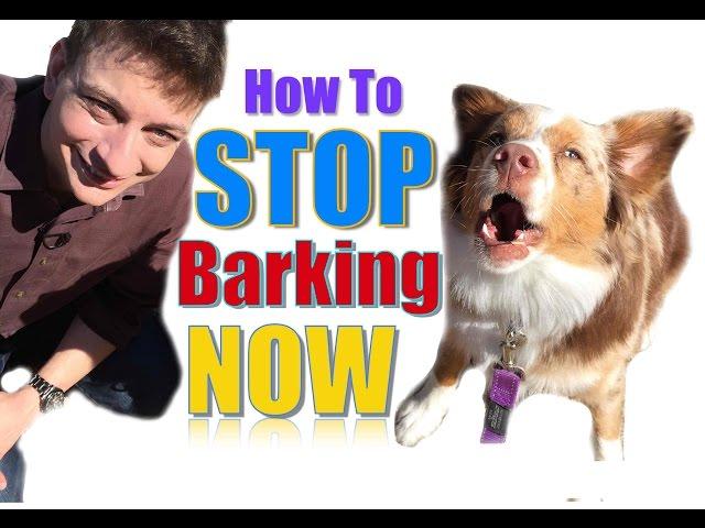 How to Teach Your Dog Not to Bark,  Humanely and Effectively: 3 Things You Can Do Right Now