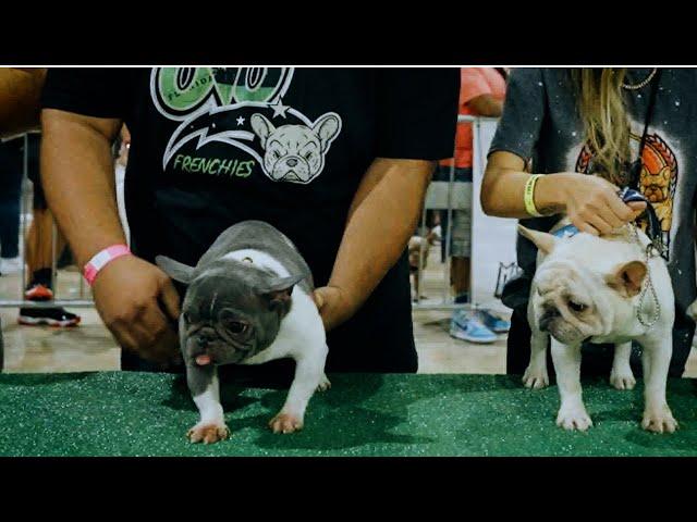 Young French Bulldog Micro's Impressive Debut at Dog Show at Just 9 Months