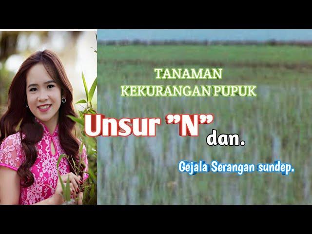 Contoh Tanaman Kurang Unsur N (Nitrogen) & danpak Gejala Sundep.