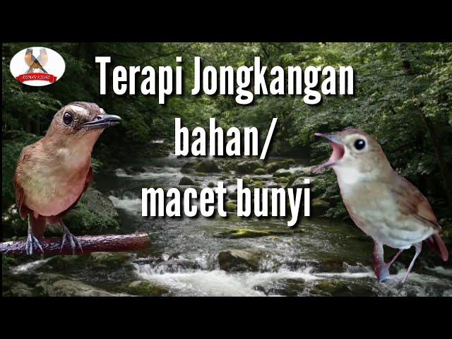 Terapi burung jongkangan yang macet bunyi atau jongkangan bahan supaya lekas nyuling dan ngriwik