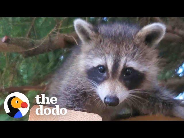 Raccoon Still Visits Her Favorite Human Years After She Was Released In The Wild | The Dodo