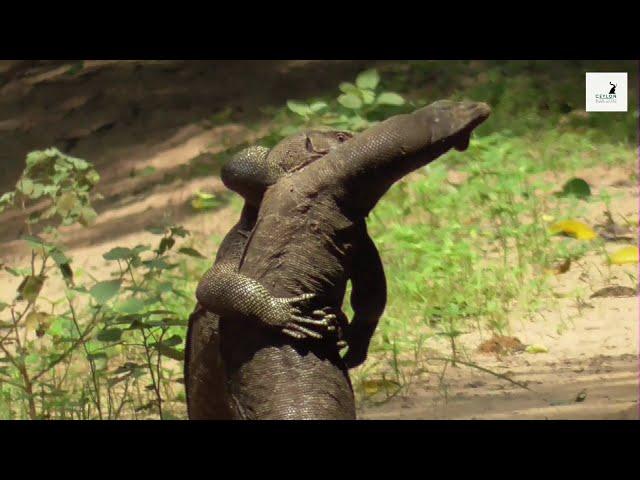 Battle of the lizards | Lizard fight | Animal Planet | Wild Sri Lanka | Wilpattu | Lizards