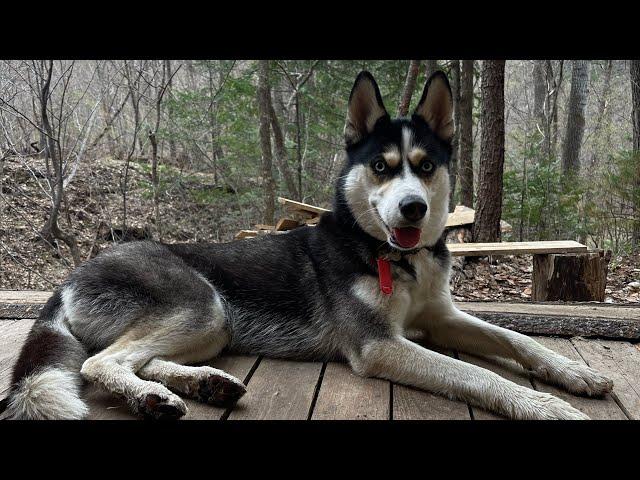 Знакомство с Хаски - Аля. Сняли 73 клеща с собаки. Наша Husky. Хасенышь. Жизнь собаки