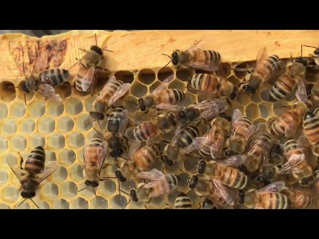 What do Honey Bee Eggs Look Like? This Queen is Laying Multiple eggs per Cell
