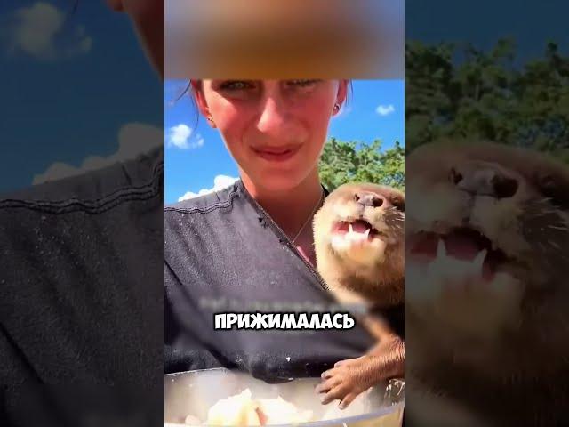 Необычный домашний питомец  #животные #милыеживотные