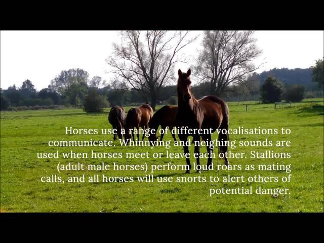 10 Interesting Facts About Horses by Dr. Cesar Parra