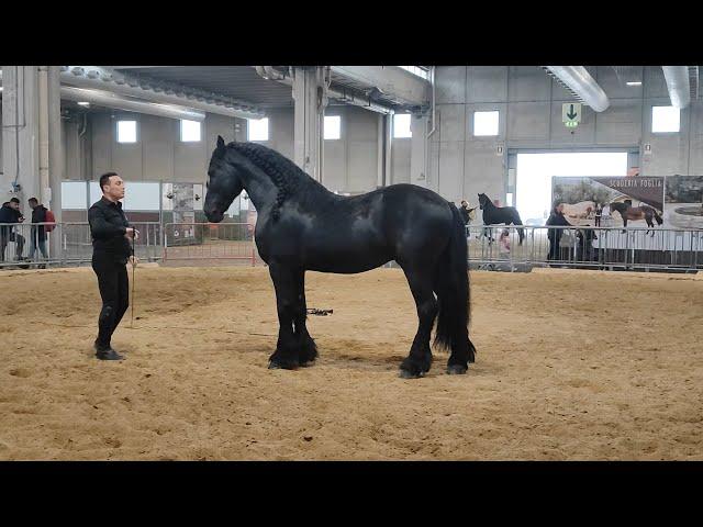 Fieracavalli 2024 Convegno sulla delle razze equine autoctone italiane