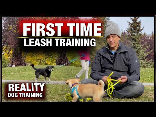 How to Train ANY PUPPY to walk on leash