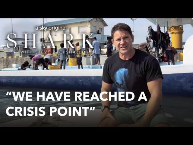 A Deep Dive into Shark Conservation with Steve Backshall