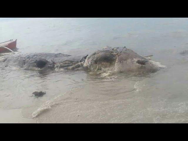 Sea Creature  in Maasin City