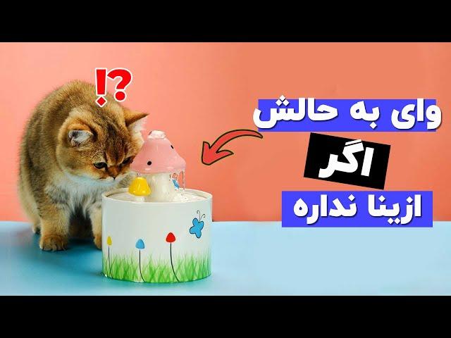 وسایل ضروری که نمیدونی باید برای گربه ات بخری