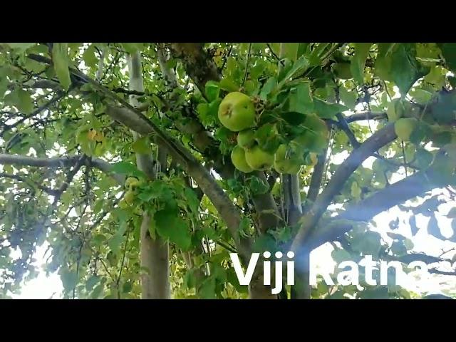 Apple Tree | London | UK | viji Ratna - Tamil | தமிழ்
