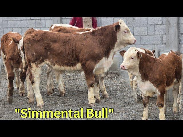  Simmental Bull  Ma Sha Allah Tozza Simental Buqachalar