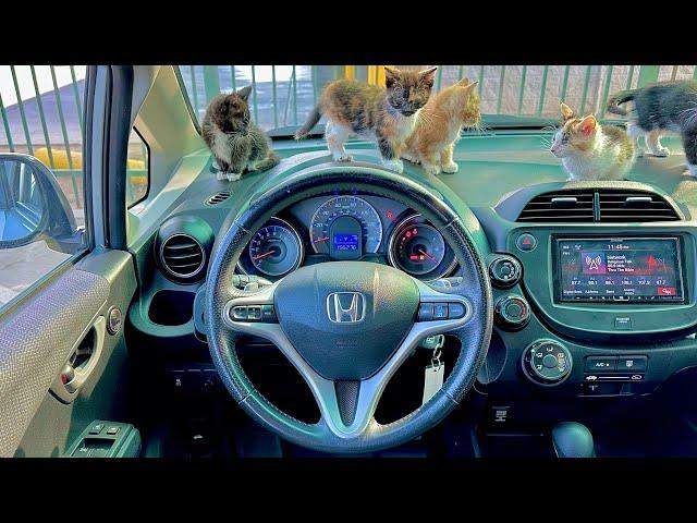 2012 Honda Fit Sport +((Baby Cat POV)) ASMR RELAXING POV TEST DRIVE