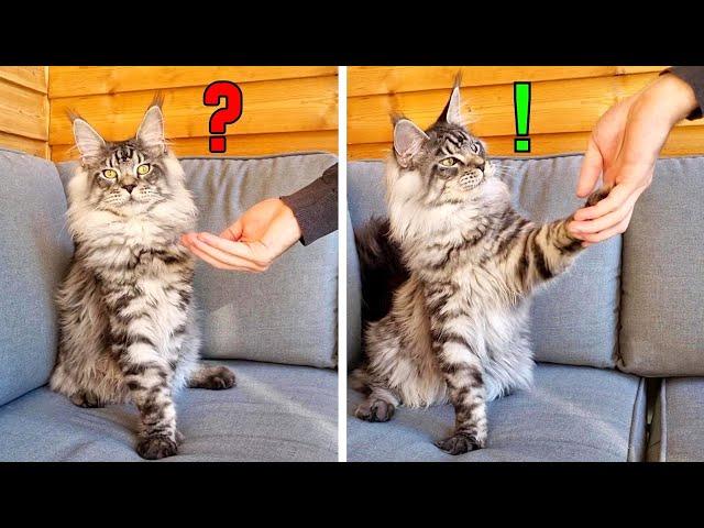 How to Teach Paw Tricks to a Cat!