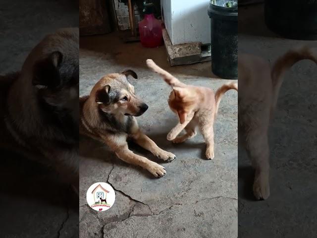 LOL, When You Have A NaugHty FFriend! Funny Cats & Dogs Videos  -EPS776  #cuteanimalshare