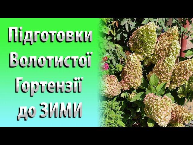 Підготовка Волотистої Гортензії до ЗИМИ. Осіннє Підживлення Волотистої Гортензії Восени