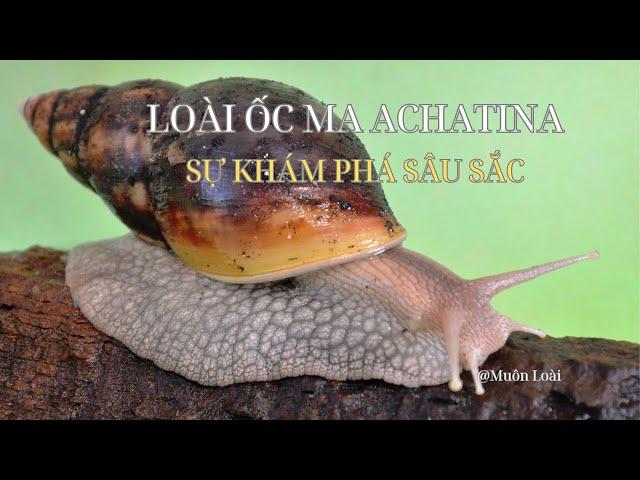 Nhật ký Muôn loài. Loài Ốc Ma Achatina: sự Khám Phá Sâu Sắc