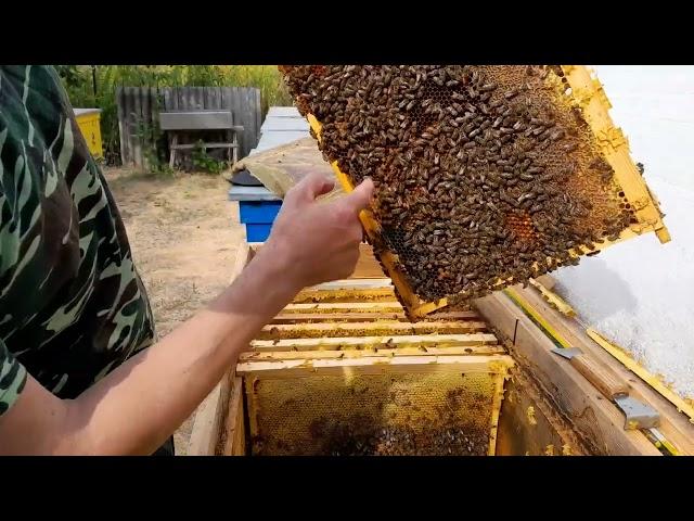 Autumn work at the apiary | Condition of bee families at the beginning of September