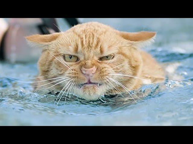  Professional diving cat  / Профессиональный кот ныряльщик