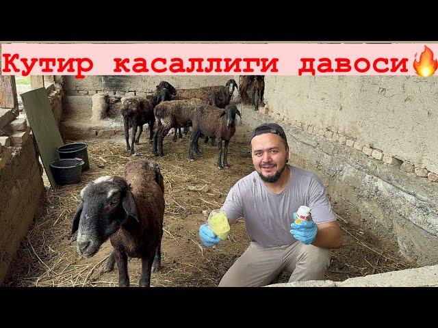 Кутир касаллигини осон даволаш,малхам тайёрлаш