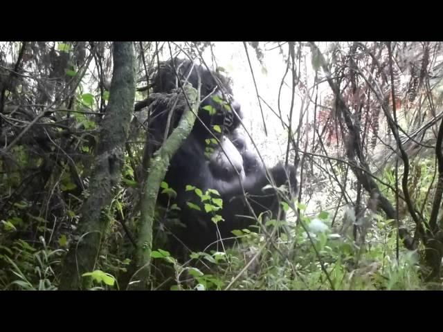 Gorillas Mgahinga national park Uganda