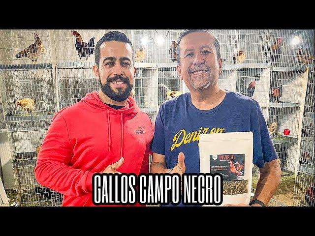 Ing Fernando - Gallos Campo Negro