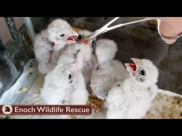 Baby Kestrel Falcons | Raised & Released