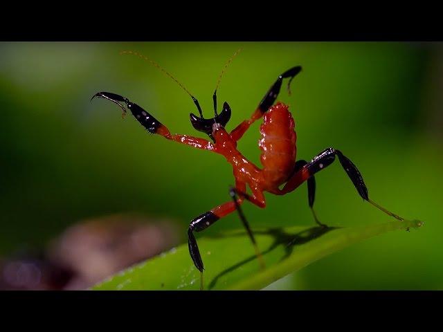 Kung Fu Mantis Vs Jumping Spider | Life Story | BBC