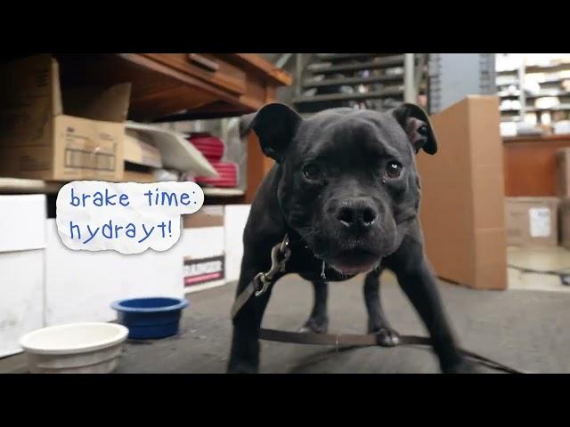 Day In The Life Of Duke At Bob Hook Chevrolet!