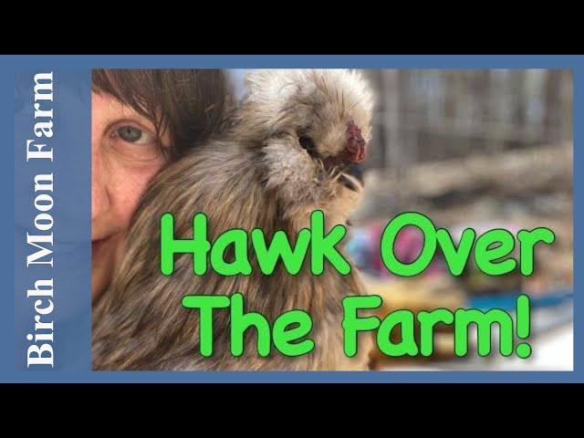 Chickens React To A Hawk | Rooster Fight | Birch Moon Farm, A Simple Living Homestead