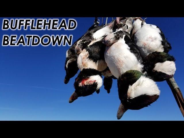 Bufflehead Beatdown! | Duck Hunt 2018