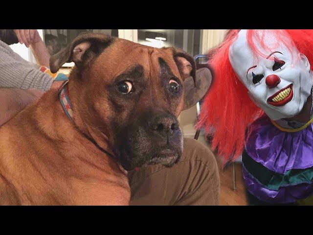 Funny Cats and Dogs Scared Of Halloween - Try Not To Laugh  | Cool Pets