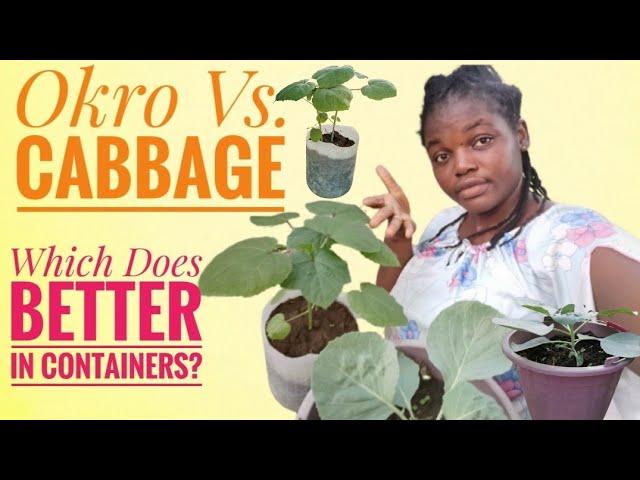 Okro Vs. Cabbage | Which Does Better In Containers? | Frenat Farms