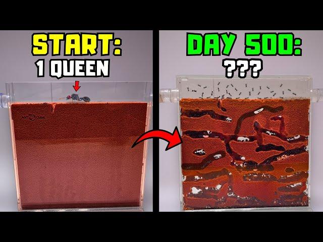 Raising An Ant Colony For 500 Days