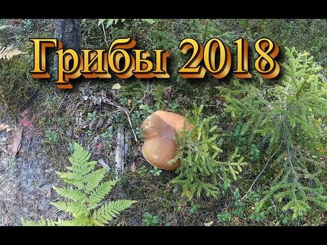 Грибы 2018