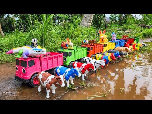 Truk Oleng Angkut Sapi Lucu Warna Warni, Bebek Lucu, Kambing, Ayam, Gajah Lucu, Bebek Angsa, Kerbau