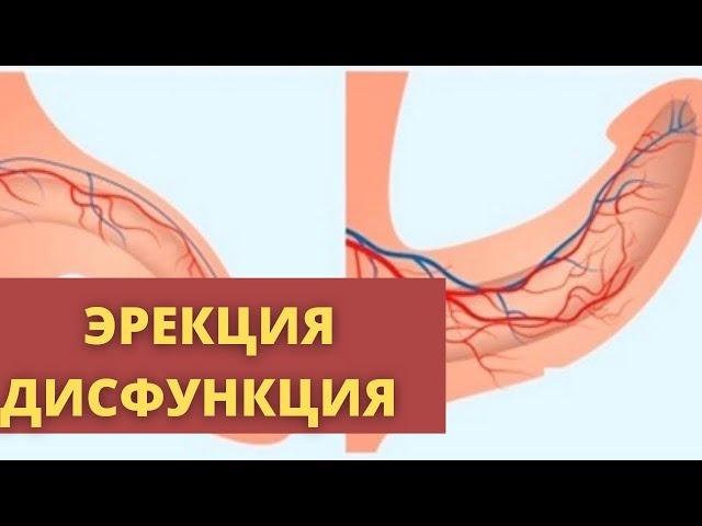 ЕРКЕКТІҢ ЖЫНЫС АҒЗАСЫ | АНАТОМИЯ ЖӘНЕ ФИЗИОЛОГИЯСЫ