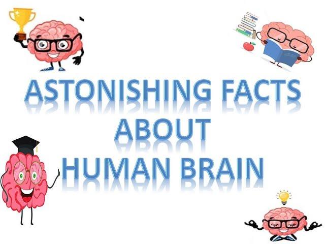 Astonishing facts about human brain | SliceInfo