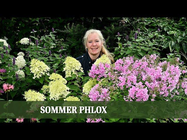 Sommerliche Farbenpracht: Alles über die Vielfalt der Sommer Phlox