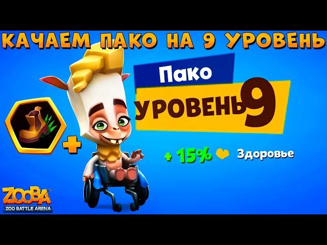 КАЧАЕМ АЛЬПАКУ ПАКО НА 9 УРОВЕНЬ + 3 СЛОТА В ИГРЕ ZOOBA