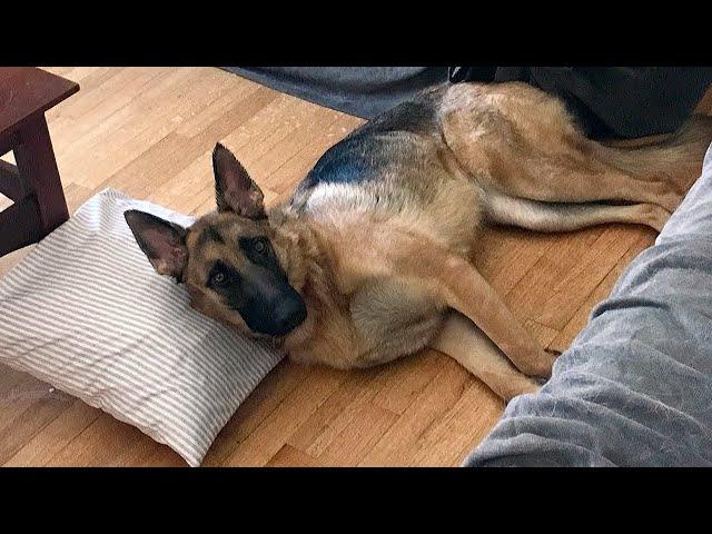 What It's Like Owning a German Shepherd