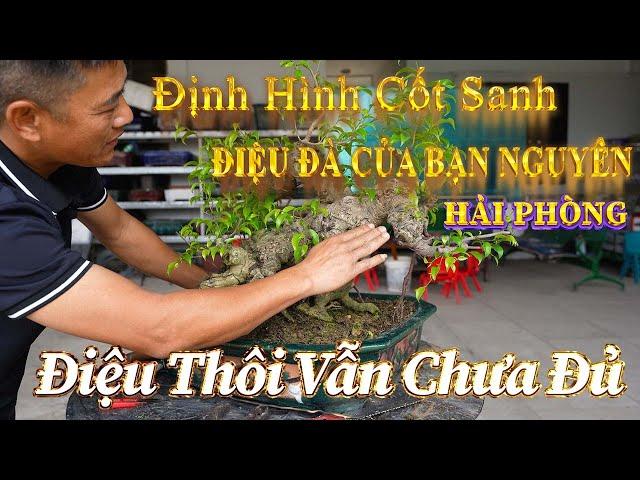 NAMLE BONSAI ĐỊNH HÌNH & CHỈNH SỬA MỘT CỐT SANH CÓ THÂN DÁNG ĐIỆU ĐÀ CỦA BẠN " NGUYÊN HẢI PHÒNG "