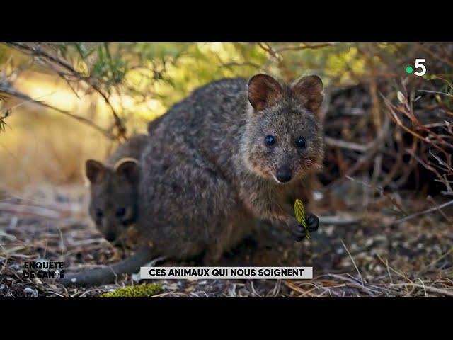 Ces vidéos d'animaux rigolos - Ces animaux qui nous soignent : Enquête de santé 22 juin 2021