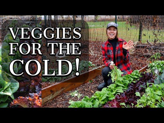 November Vegetable Garden Tour 2020- Cold Hardy Veggies!