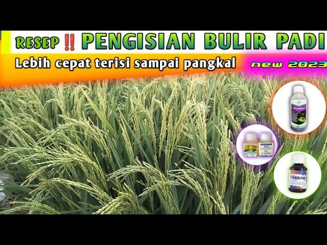 CARA MEMBUAT PENGISIAN BULIR PADI LEBIH CEPAT SAMPAI PANGKAL