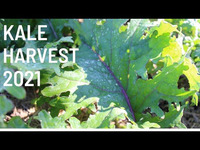 Kale Harvest 2021