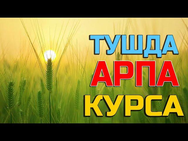 Тушда Арпа курса - Tushda Arpa Ko'rsa